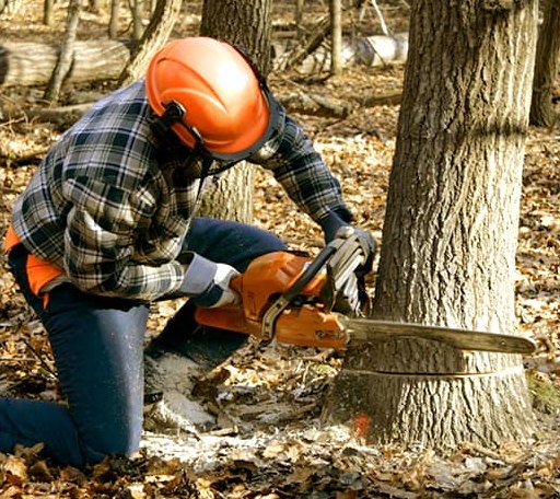 Tree Removal in Clifford, MI